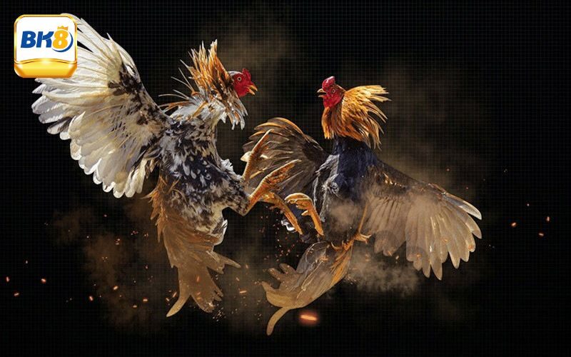 Đá Gà Casino - Địa Điểm Giải Trí Chất Lượng Đối Với Kê Thủ 2 Lý do nên tham gia chơi đá gà casino online tại Bk8